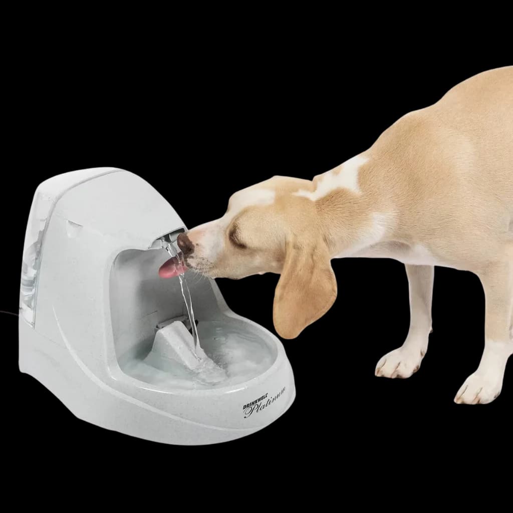 Pet Hydration Station